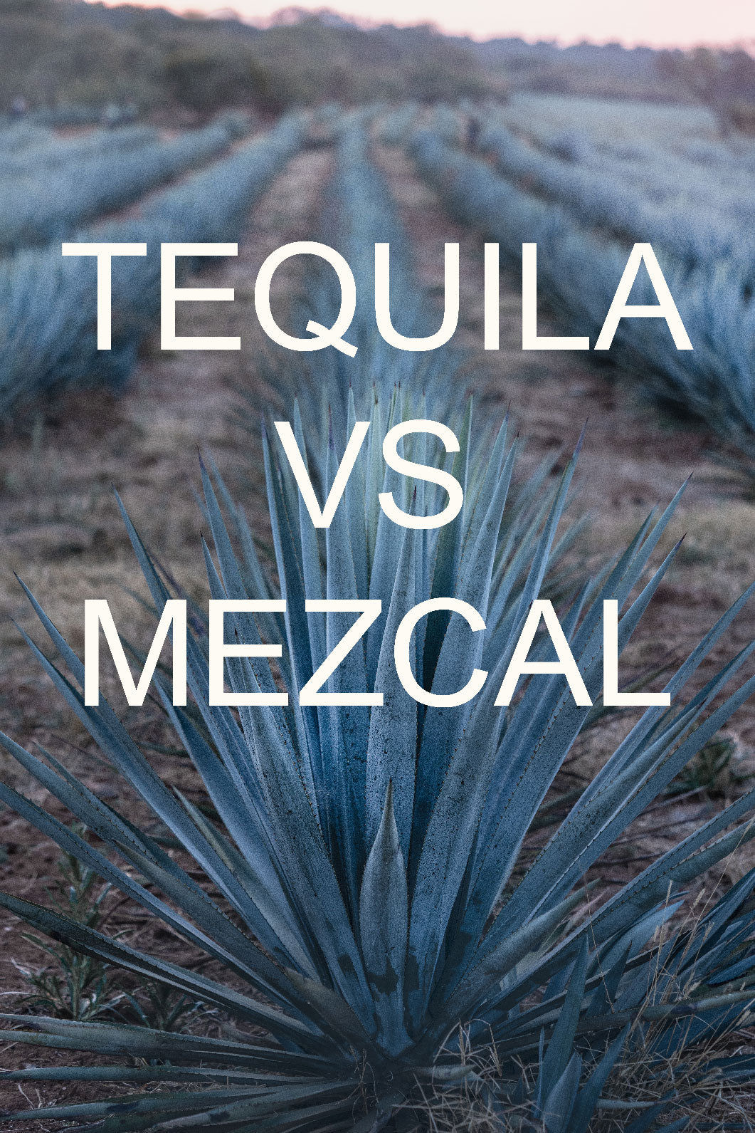 Tequila vs. Mezcal: Gemeinsamkeiten und Unterschiede der mexikanischen   Spirituosity - Premium Wine & Spirits